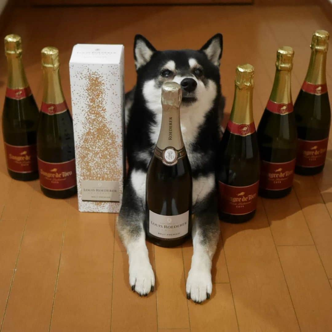 くろさんのインスタグラム写真 - (くろInstagram)「ポチった泡が届きました🍾 プロフのリンクにオススメの美味しいシャンパーニュ🔗 #louisroederer #champagne #brutpremier #ルイロデレールブリュットプルミエ #ルイロデレール #ブリュットプルミエ #エノテカ #ENOTECA #シャンパン #シャンパーニュ #sangredetoro #サングレデトロ #エノテカ #デイリースパークリングワイン #スパークリングワイン #カヴァ #kuroshiba #blackshiba #shibainu #shibastagram #instadog #dogstagram #柴犬 #黒柴 #黑柴 #癒し犬 #わんこのいる暮らし #わんこのいる生活 #わんこと一緒 #モデル犬 #オファーお待ちしております」12月4日 20時07分 - m6bmw