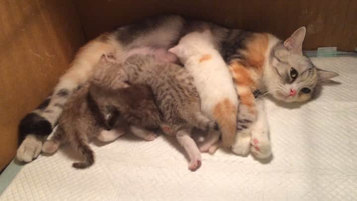Haruのインスタグラム：「Nana and her babies #tb #nanacalicocat」