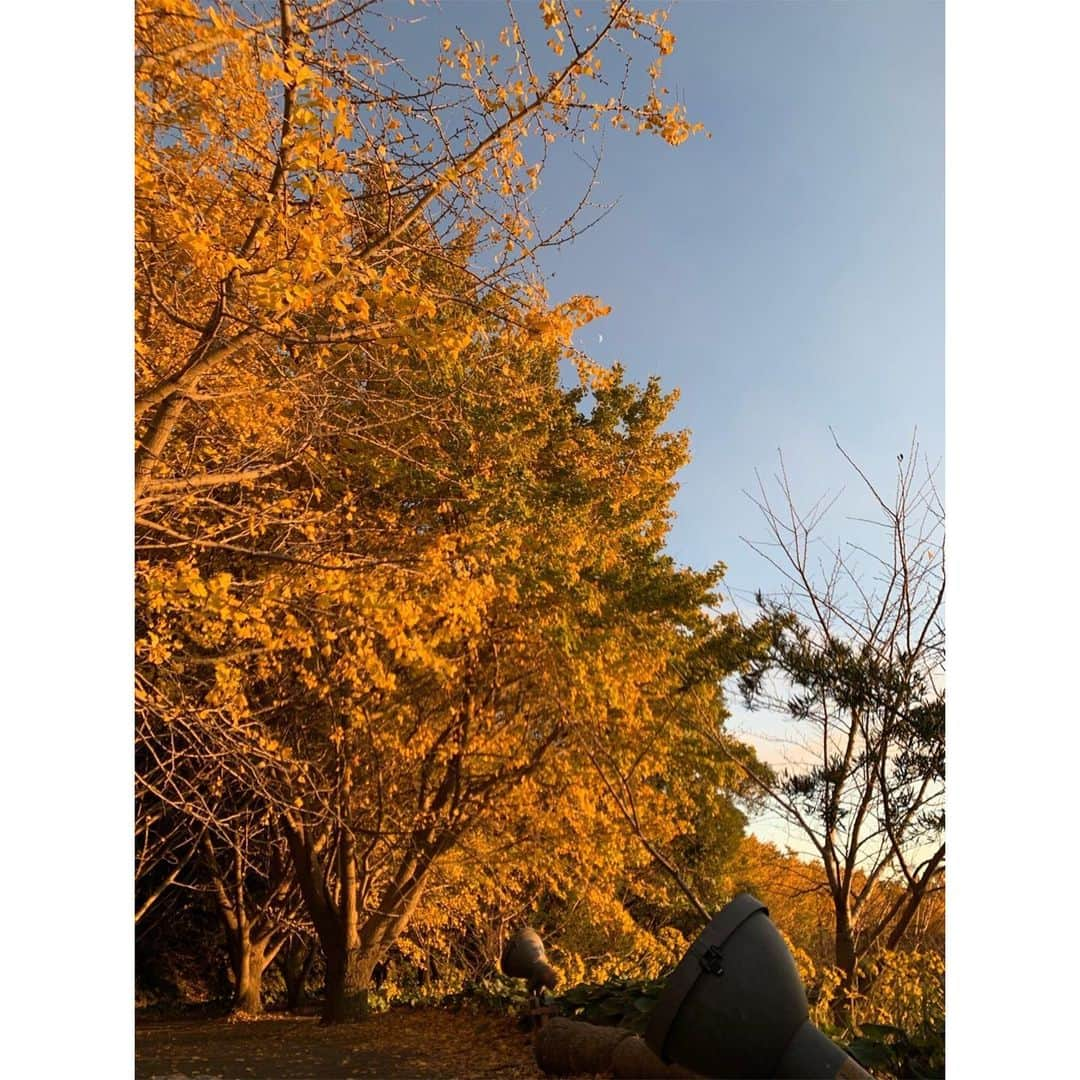 森万由子さんのインスタグラム写真 - (森万由子Instagram)「🍂垂水市 千本イチョウ園🍂 . #かごしま4 と#MBCニューズナウ で中継をお送りしました。 . ライトアップは今週末 8日(日)まで、午後6時〜9時の間行われています✨ . 昼と夜で景色の印象が変わるので、眺めているとあっという間に時間が過ぎますね〜☺️ . . #鹿児島 #垂水市 #千本イチョウ #紅葉 #イチョウ #垂水千本イチョウ #mbcテレビ」12月4日 20時45分 - mayukomori0411