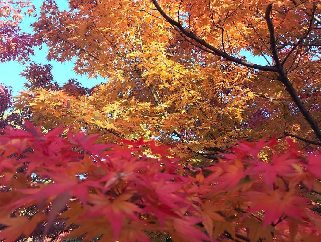 須田なつきさんのインスタグラム写真 - (須田なつきInstagram)「先月オフの時間を使って念願の初京都へ行ってきました😊 ちゃんとした紅葉を見るのが人生で初めてだったので とても感動しました❤️✨今回は急遽決まった弾丸旅だったのでいつかゆっくり行きたいな☺️ 一緒に行ってくれたさりあーちゃんありがとう！！ #Kyoto #京都」12月4日 21時39分 - natsukisuda_