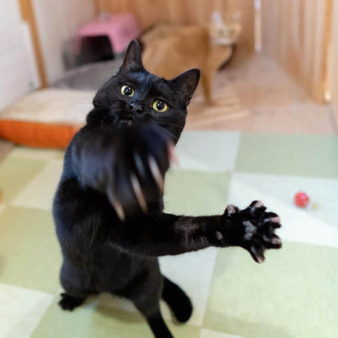 マアルのインスタグラム：「ごまさん #🐈 #北海道 #旭川市 #ペットホテル #黒猫」