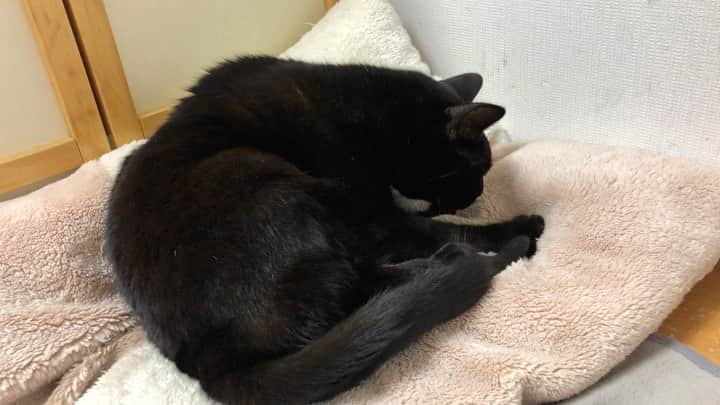ホタテ＆クラム＆シラスのインスタグラム：「仕事をしてる横で既に5分ほどこれをやってます（笑）　#cat #neko #blackcat #猫 #ねこ #黒猫 #catstagram #instagram #instagramjapan #ig_japan #igersjp」