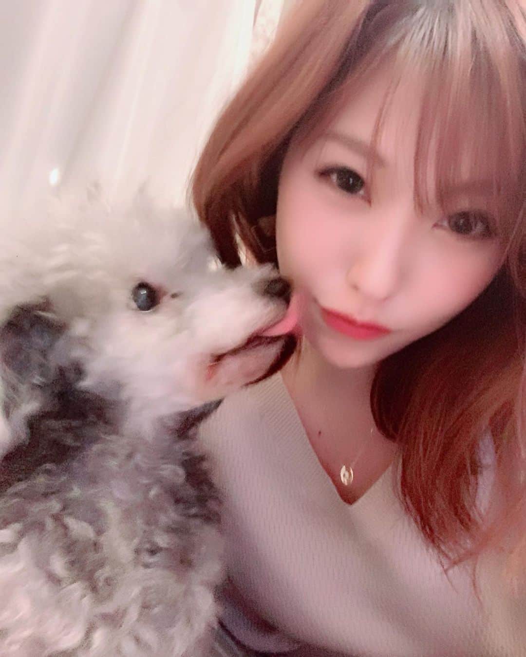 みはとのインスタグラム：「サムたん可愛かった💓 ちょっとぶれたけどいい写真 ・ なんてゆうか 狙ってる感満載ショット笑 ・ #わんこ  #みかちゅんちのサムシク #懐っこい #かわゆい #1回すごい怒られたけど #3枚目の写真の時 #まるで私にじゃれてるようだけど #激おこだった #写真で前向かせようとしたら #めっちゃ吠えられました #ごめんね #しぇったん元気かな」