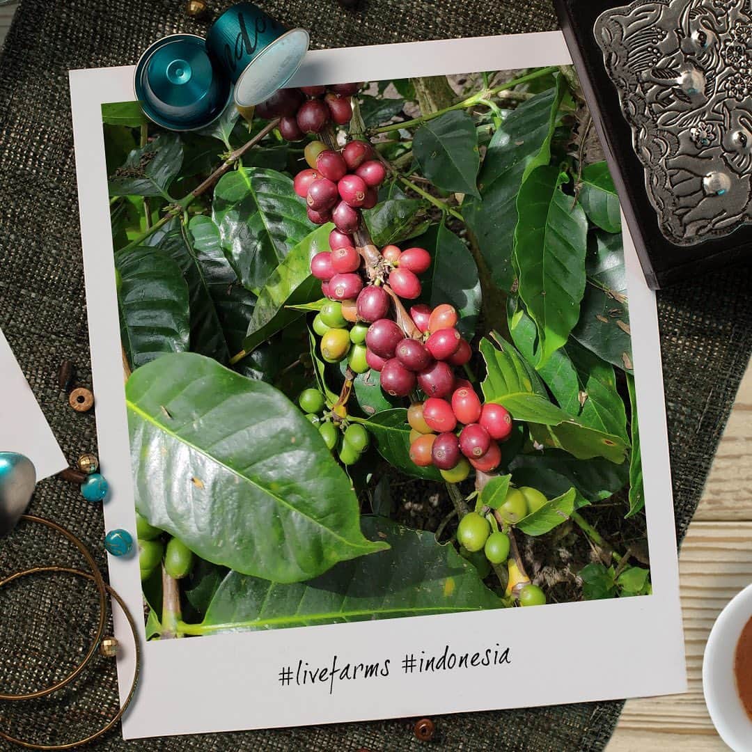 Nespressoさんのインスタグラム写真 - (NespressoInstagram)「Did you know ? Your Master Origin Indonesia grows on the island of Sumatra, in Indonesia, which count more than 13 000 islands !  Sumatra is a very fertile region thanks to the volcanic activity 🌋. Sumatran coffee is harvested twice a year: coffee trees are flowering while others already bear cherries almost ready to be handpicked.  Now you can indulge yourself with a cup of coffee, thinking of beautiful Indonesia! 🇮🇩 👉 Check out our story to test your knowledge and learn more thing about coffee.  #Nespresso #LiveFarms #Farmers #Indonesia #Coffee #TheChoicesWeMake #AAAprogram #Sustainability #MasterOrigin #MasterOriginIndonesia」12月4日 23時04分 - nespresso