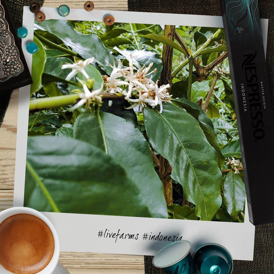 Nespressoさんのインスタグラム写真 - (NespressoInstagram)「Did you know ? Your Master Origin Indonesia grows on the island of Sumatra, in Indonesia, which count more than 13 000 islands !  Sumatra is a very fertile region thanks to the volcanic activity 🌋. Sumatran coffee is harvested twice a year: coffee trees are flowering while others already bear cherries almost ready to be handpicked.  Now you can indulge yourself with a cup of coffee, thinking of beautiful Indonesia! 🇮🇩 👉 Check out our story to test your knowledge and learn more thing about coffee.  #Nespresso #LiveFarms #Farmers #Indonesia #Coffee #TheChoicesWeMake #AAAprogram #Sustainability #MasterOrigin #MasterOriginIndonesia」12月4日 23時04分 - nespresso