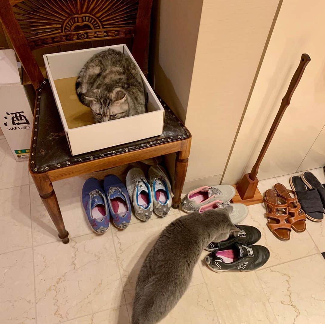 のインスタグラム：「隠れても…タビ接近注意報⚠️😂」