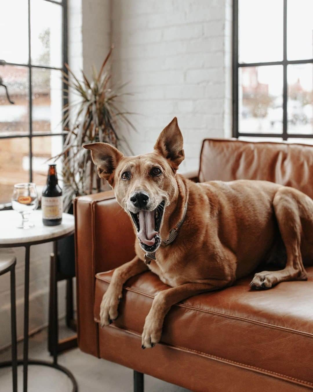 west elmさんのインスタグラム写真 - (west elmInstagram)「All smiles over here 😃(Shared by @dr.kita 📷: @carylebarton) #mywestelm #dogsofwestelm」12月5日 8時59分 - westelm