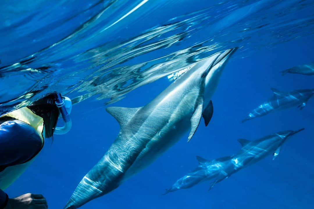 And Youさんのインスタグラム写真 - (And YouInstagram)「The bonds of dolphins within a group are intense. They have been observed to handle the sick, the elderly, and those that have been injured with great care. ​. ​. ​. ​. ​. ​. ​. ​. ​. ​. ​. ​. ​. ​. ​. ​. ​. ​. ​. ​. ​. ​. ​#hawaii #oahulife #ocean #sealife #hawaiivacation #dolphinfacts #lethawaiihappen #underwatersociety」12月5日 9時41分 - dolphinsandyou