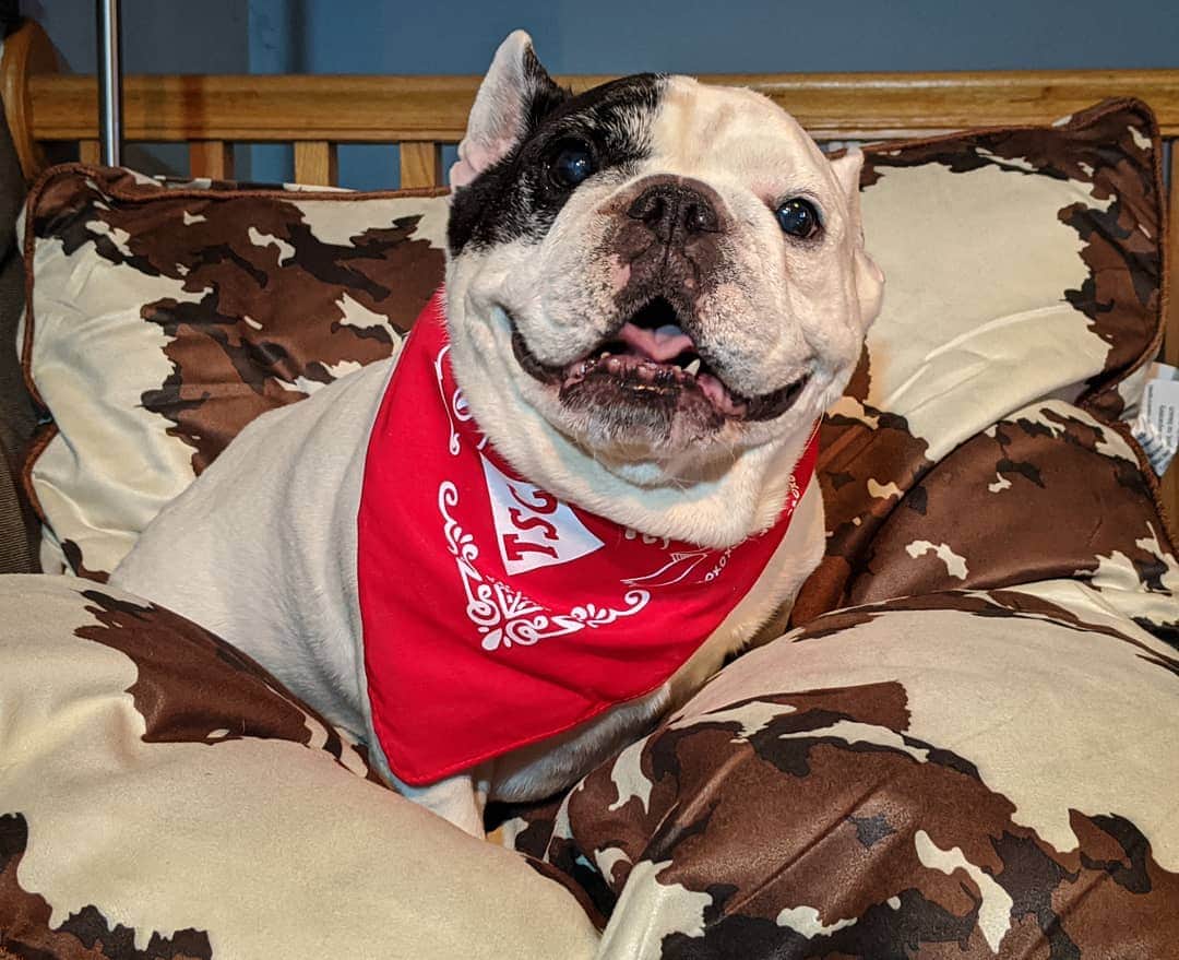 Manny The Frenchieのインスタグラム：「I’m so excited to partner with @tractorsupply for their Pet Vet clinic this coming weekend in Carpentersville, IL. Come see me and take care of all of your pet needs on Saturday, Dec. 7 from 1-2:30p! 😃 #partner #TSCPets」