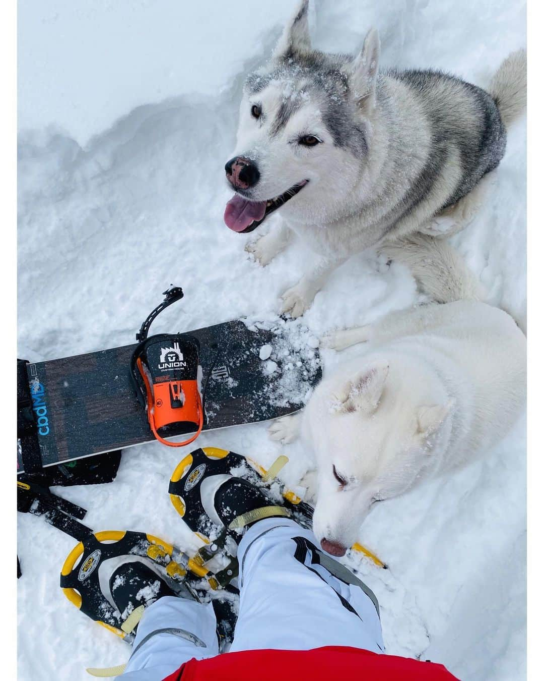 ケン・ブロックさんのインスタグラム写真 - (ケン・ブロックInstagram)「One of my favorite views in the world - from one of my favorite "dog walk routines” ever. Snowshoe up, snowboard down - all whilst these two fur beasts run wild. It’s a good time. #bestdogwalkever #BentleyChickenFingersBlock #YukiTheDestroyer」12月5日 1時50分 - kblock43