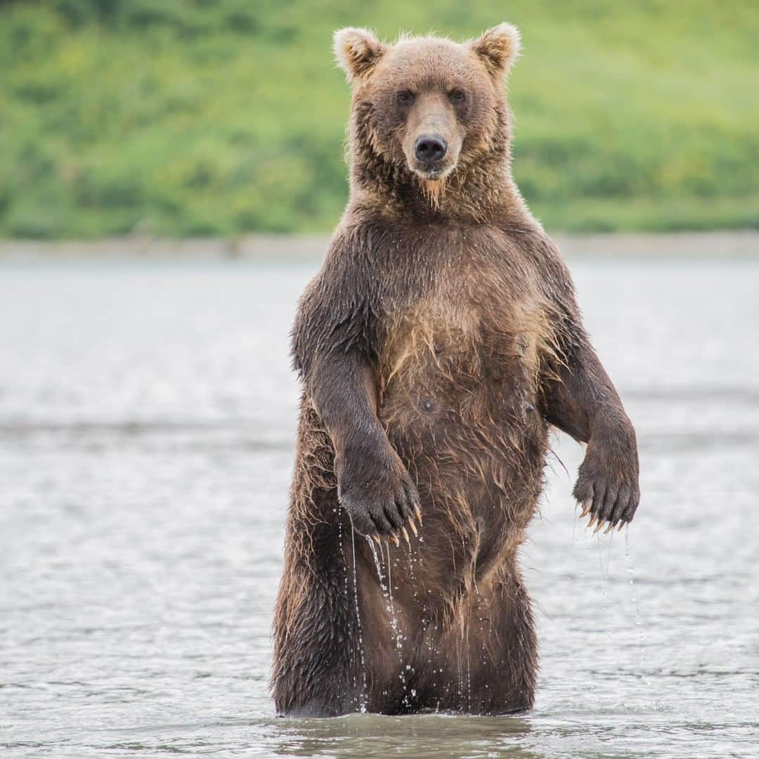 Discoveryさんのインスタグラム写真 - (DiscoveryInstagram)「It’s about to get 🐻-y real. The ultimate showdown of Man vs. Bear starts TONIGHT at 9p on Discovery. Stream it live on the Discovery GO app. . . . . #adventure #travel #nature #photography #photooftheday #naturephotography #instagood #wildlifeIG #explore #naturelovers #bear #bears #ManVsBear」12月5日 2時02分 - discovery