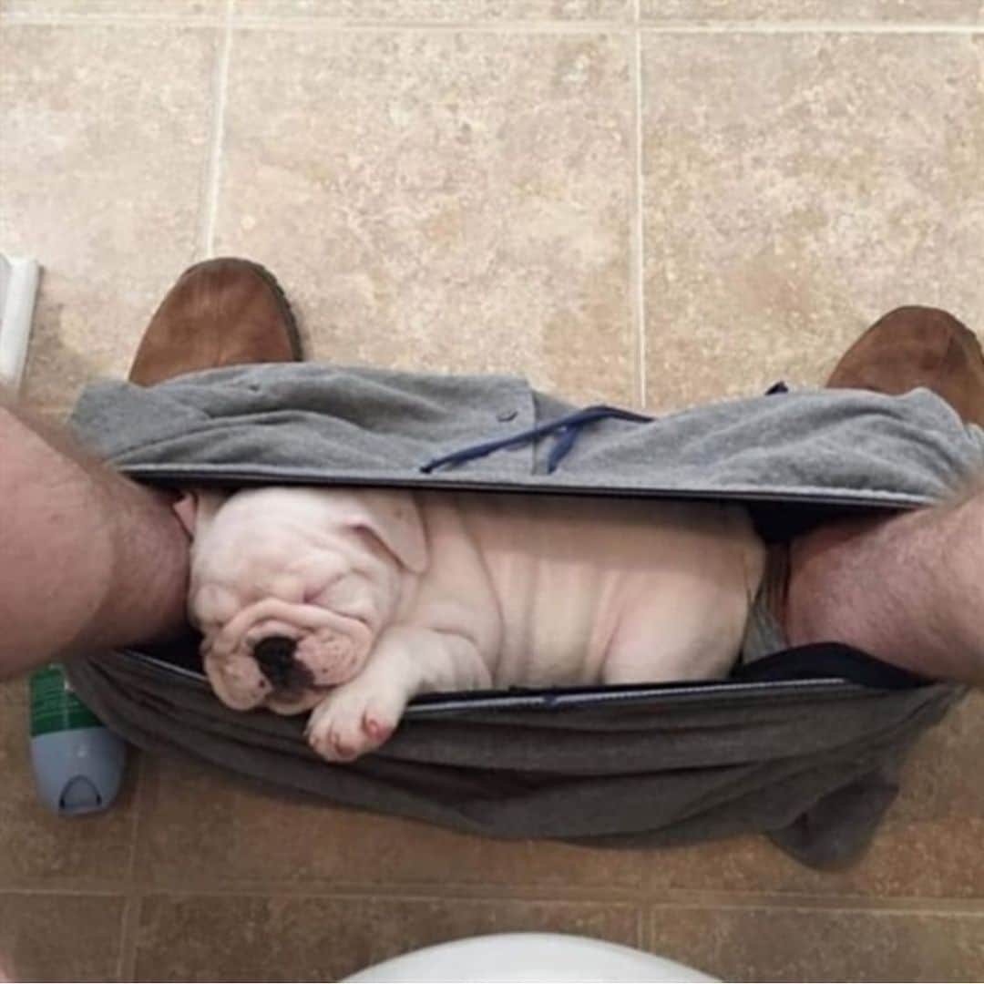 Bodhi & Butters & Bubbahのインスタグラム：「No privacy 🙅🏼‍♀️ Ever. 🙅🏼‍♀️ . . . . . #bulldog #no #privacy #shadow #puppy #always #by #your #side #even #when #you #pee #cute #dogsofinstagram #bestoftheday @bullydogdad」