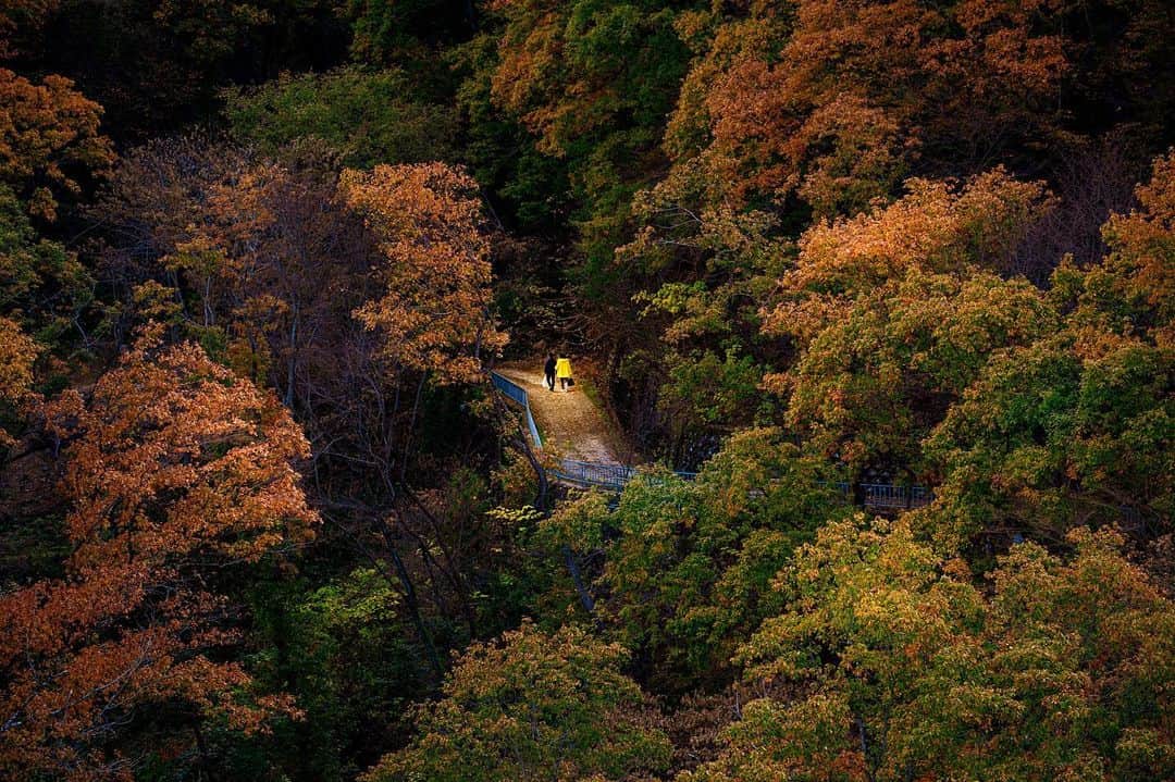 kyoko_zzzのインスタグラム：「Autumn color🍂」