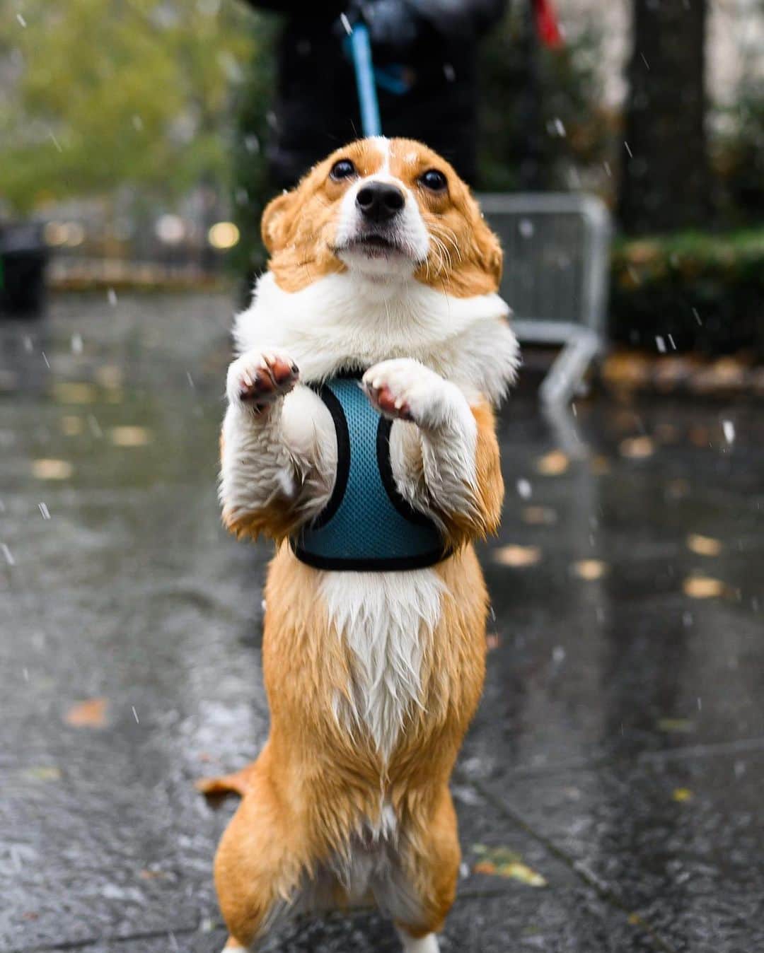 The Dogistさんのインスタグラム写真 - (The DogistInstagram)「Yogi, Pembroke Welsh Corgi (8 m/o), Madison Square Park, New York, NY • “He wants to play with the squirrels but of course they’re terrified of him.” @yogi_corgiyo」12月5日 6時16分 - thedogist