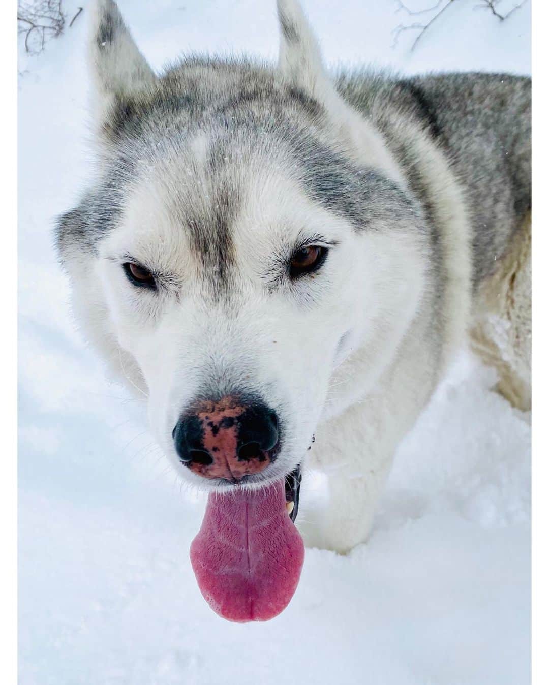 ケン・ブロックさんのインスタグラム写真 - (ケン・ブロックInstagram)「It’s rad to see how much more energy my huskies have in the winter time, especially on our snow hike/snowboarding sessions. They LOVE the snow. Maybe even more than I do. #powderfiends #siberianhusky #YukiTheDestroyer #BentleyChickenFingersBlock」12月5日 6時11分 - kblock43