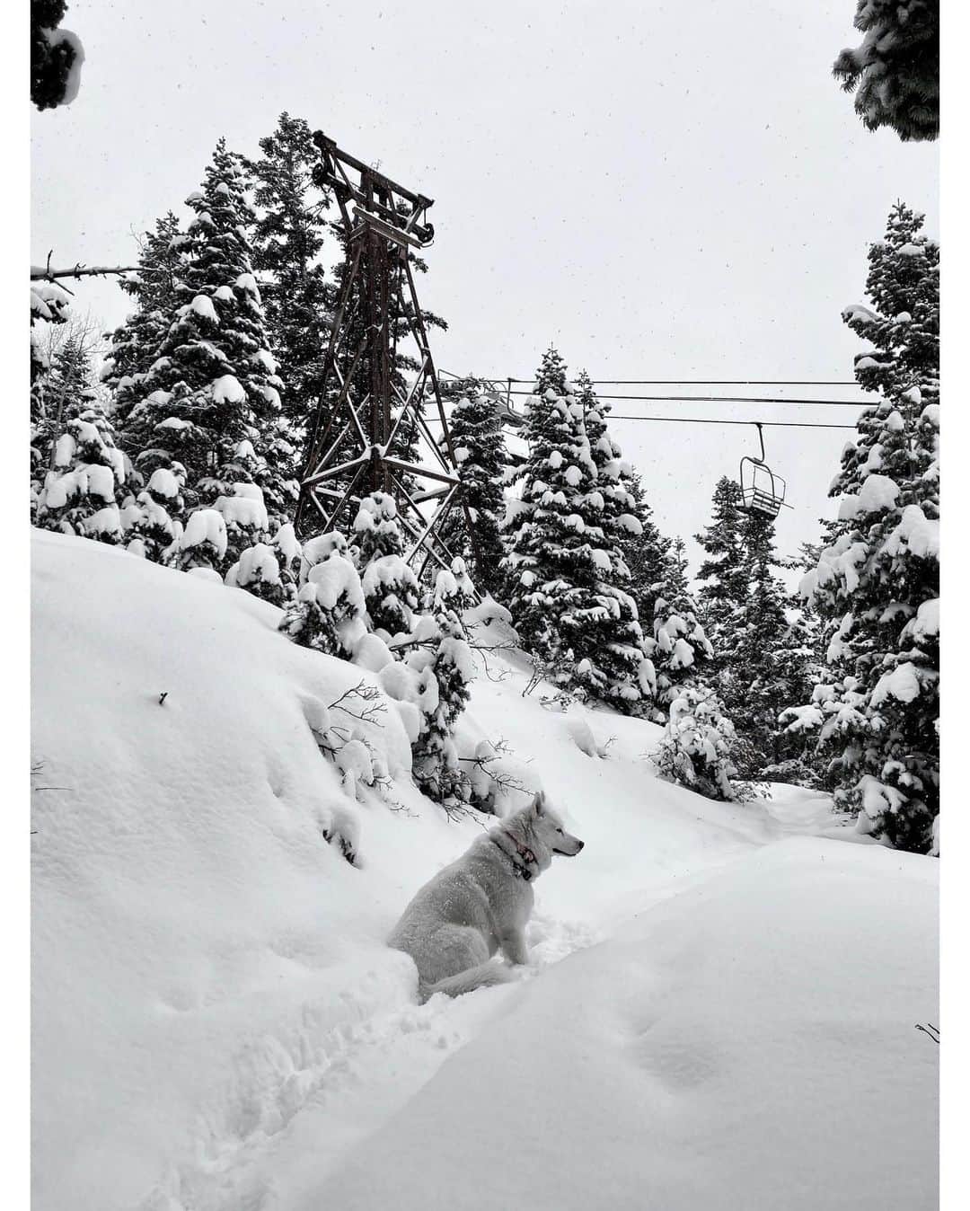 ケン・ブロックさんのインスタグラム写真 - (ケン・ブロックInstagram)「It’s rad to see how much more energy my huskies have in the winter time, especially on our snow hike/snowboarding sessions. They LOVE the snow. Maybe even more than I do. #powderfiends #siberianhusky #YukiTheDestroyer #BentleyChickenFingersBlock」12月5日 6時11分 - kblock43