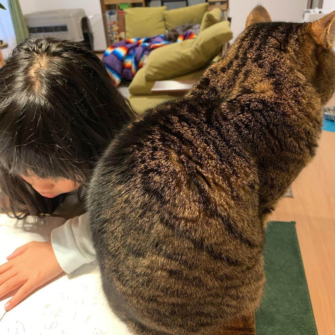 篤志のインスタグラム：「早朝から漢字の勉強をする娘に寄り添う猫。。。コレが例え人間側の都合の良い解釈だとしてもオレはそう信じてるぞ猫。だって犬はソファで寝てるから。」
