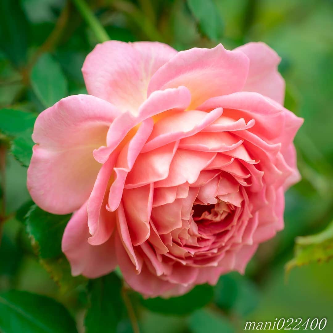 のインスタグラム：「. 5 Dec. 2019 ． . Good morning🌸🌺🌹✨ 明日からAmazonセール、 楽しみです😁 . . . . . 🌺🌺🌺🌷🌷🌷🌹🌹🌹🌸🌸🌸 ご訪問ありがとうございます🙇 . お花以外の写真は サブアカウントにポストしています。 良かったら、覗いてください🙇🙇 ⬇️⬇️⬇️ @mani0224000 . 🌺🌺🌺🌷🌷🌷🌹🌹🌹🌸🌸🌸 . . . バラ 🔷🔷🔷🔷🔷🔷🔷🔷🔷 #カメラ好きな人と繋がりたい  #flower  #花 #flowers  #写真好きな人と繋がりたい love_bestjapan  serahana #ファインダー越しの私の世界  #花のある暮らし  #bns_lite #eclecticshow #explore_floral . #9Vaga_Rose9 9vaga9  9vaga_3flowers9  #floristsandflowers #ip_blossoms_member #fabulous_shots ig_flowers #ponyfony_flowers #meiko_roses  meiko_flora_member #myheartinshots #la_flowers #rainbow_petals #top_favourite_flowers  #quintaflower #inspiring_shot #phx_flowers dreaming_in_macro #flower_special_legend  nature_special_legend  #ind_flowers #tv_flowers #best_mmf_vipday  #best_beauty_flora_  9vaga_flowersart9 #ptk_flowers #fleur_noblesse_m .」
