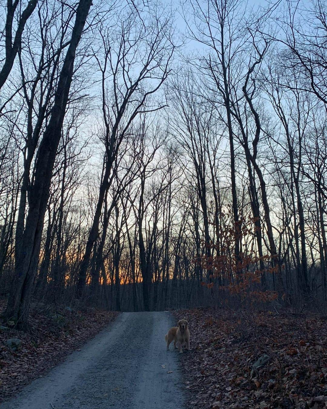 サマンサ・グラドヴィルさんのインスタグラム写真 - (サマンサ・グラドヴィルInstagram)「Beautiful day upstate with my beautiful ladies @gertopia #tallulahvonruffworth 🍁♥️🍂」12月5日 6時53分 - samgradoville