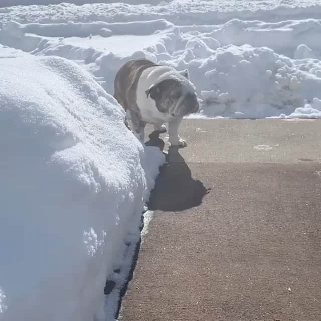 DogsOf Instagramのインスタグラム：「“Bull-dozer” writes @surfinggypsy, @cannababekatie + @msschmidty  #dogsofinstagram」