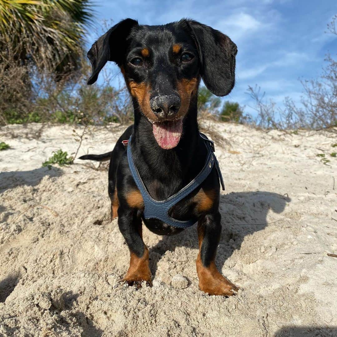 Crusoe the Celebrity Dachshundさんのインスタグラム写真 - (Crusoe the Celebrity DachshundInstagram)「“If there is anything you would like me to bury for you, just let me know! 😁” ~ Crusoe」12月5日 7時39分 - crusoe_dachshund