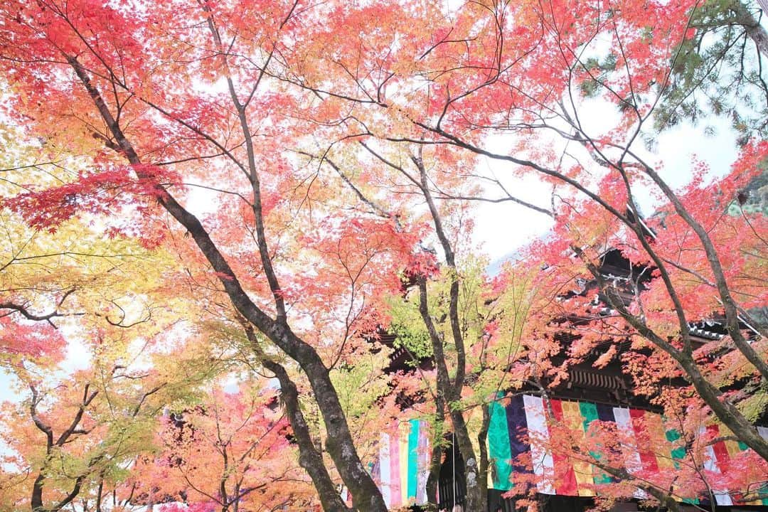 kiccyomuのインスタグラム：「☀️ 2019.12.05 Thu 京都の #紅葉 🍁 やっぱり、モミジの #永観堂 天から降り注ぐ紅葉🍁☺️ * 今日も元気に🤗 * location #京都 撮影 11月22日」