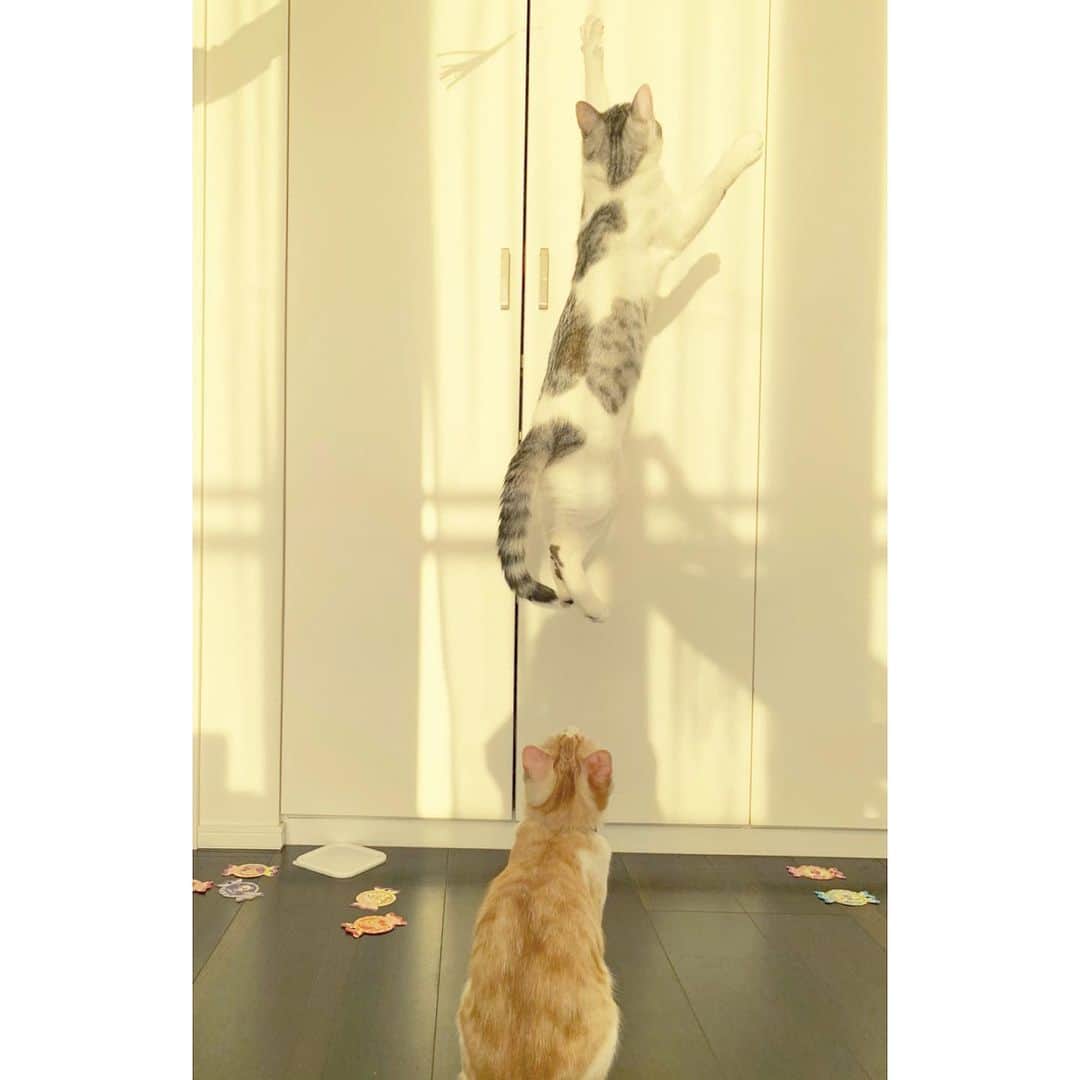kinaxのインスタグラム：「. good morning(๑′ᴗ‵๑)☀in Japan, and good afternoon, good evening, good night for world friends! . 今日もお天気みたいだね☀️ . . いつも寝る前に絵本を読んであげるのだけど むちこさんのお気に入りは 裏表紙に、表紙のイラストの中から 「◯◯はどこにいるかな？」とか 「◯◯は何匹いるかな？」とか 探し物をするミニクイズがついている シリーズだよʕ •́؈•̀ ₎📚 . でもそのクイズは1冊に2個しか載っていないので 何度も読みすぎて場所を把握してしまっているから 私が創作したクイズを出してあげるのだけど 昨日は「むっちゃんの ばん！」 って言うので待っていたら . 🧒「きちゅねさん、ひこーきのって… ここよぅー！👉」 だってʕ •́؈•̀ ₎笑 . クイズじゃなかったのかなʕ •́؈•̀ ₎笑笑 . . そんなこんなで　猫じゃらしに向かって 子猫たちがハイジャンプするから 飛んでるところを撮りたくて やってみたら ブレてない写真のお顔は軒並み あまり楽しそうじゃなかった(´Д` )笑笑 . 実際はすごく楽しそうなんだけどなぁʕ •́؈•̀ ₎笑 腕の問題か。 . . それはそうと年内最後の #楽天スーパーセール 始まったねぇ🛍 . 今日は5日だし、こどもたちのもこもこパジャマを 早速ポチったよ🧶 . 送料無料だったから、色違いで 買いまわりカウントのために別shopで☜せこい笑 . 気持ちよさそうだったから楽しみ！ roomに載せておきまーす。 @kinax . . みんなも楽しい1日を♡ . #猫バカ部 #ねこすたぐらむ #空中浮遊 #むずかしい #真顔 #床が散らかっていたけど気にしない #ジャンプ力すごいね #楽天roomに載せてます #roomインフルエンサー @room_rakuten  #スープの本も買ったよ #楽しみ 2019/12/05」