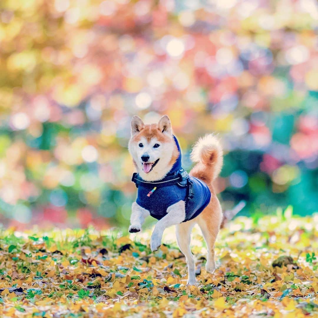 BlackRed shibasさんのインスタグラム写真 - (BlackRed shibasInstagram)「Good morning. Happy! Musashi. . . . #neneandmusashi2019 #igersjp #instagramersjapan #shibainu #shiba #柴犬 #しばいぬ #dog #nikon #instadog #nikond5 #300mm #ニコン #日本犬 #light_nikon #toyota_dog #happy #lovely #cute #smile #autumn #2019秋 #fallcolors #秋色 #beautiful」12月5日 8時25分 - black_red_jp