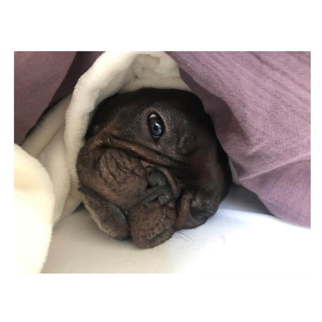 水沢史絵さんのインスタグラム写真 - (水沢史絵Instagram)「もっちゃんはいつも上手にお布団に入って私の隣で寝てます。  #朝の光景 #frenchbulldog #フレンチブルドッグ #おいもちゃん」12月5日 18時02分 - mizusawafumie