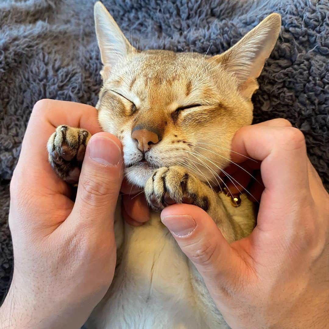 モルト♡Malt(Singapuracat)のインスタグラム：「パパになでなでしてもらって甘えてる(*´꒳`*)♡」