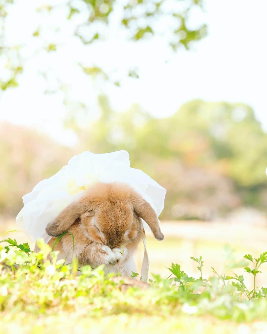usagraphさんのインスタグラム写真 - (usagraphInstagram)「きょうは風が冷たい〜！ 週末は氷点下ですって🥶 この写真撮った時はあったかかったのになぁ💦 みなさんもうさちゃんもあったかくしてくださいね☺️ ＊ ＊ ＊ #うさぎ #rabbit #bunny #ふわもこ部  #WeeklyFluff #igersjp  #tokyocameraclub #東京カメラ部  #神戸カメラ部  #bunnystagram  #myfujilove  #今日もx日和 #xt3 #xf90mmf2  #うさぎ部 #ホーランドロップ #hollandlop  #ファインダー越しの私の世界 #art_of_japan #aoj_bokeh」12月5日 18時46分 - usagraph