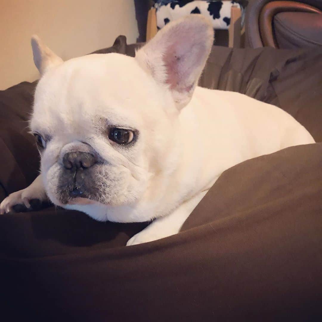 タニム（マーブル母）のインスタグラム：「* 困り顔ですが、何一つ困ってません！ 多分（笑） * #ビーズクッション好き  #私のアモーレ🐷❤️」