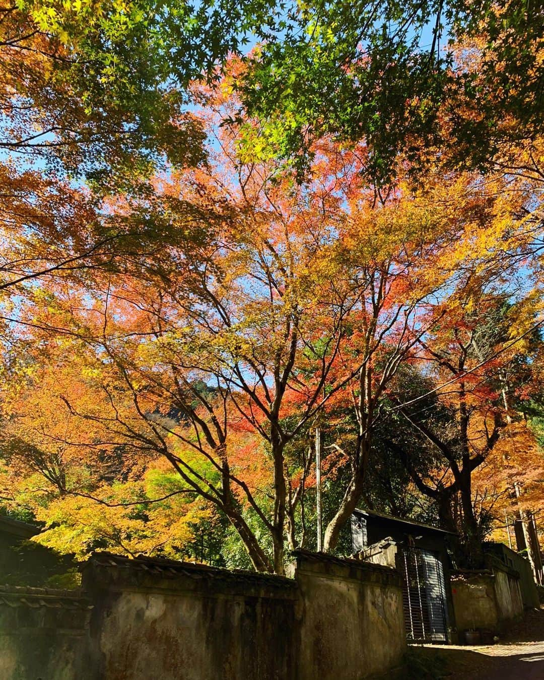 柏木美里さんのインスタグラム写真 - (柏木美里Instagram)「湯河原に行ってきました😽🍁 紅葉が見たくて、前から狙っていたお宿に一人旅✨✨ 初めての湯河原で、車もないので、たくさんウロウロ歩いた〜💦 私はフラ〜っと海外でも国内でも一人で出掛けるから、寂しくないのってよく聞かれるけど❗️ 一人だからこそ、色々な人と出会って話したり、新しい経験をしたりもできるし😽 これはこれで楽しいのです✨  あぁ〜東京に着いちゃう〜  #湯河原 #湯河原温泉 #万葉公園 #紅葉狩り」12月5日 19時09分 - misato_kashiwagi