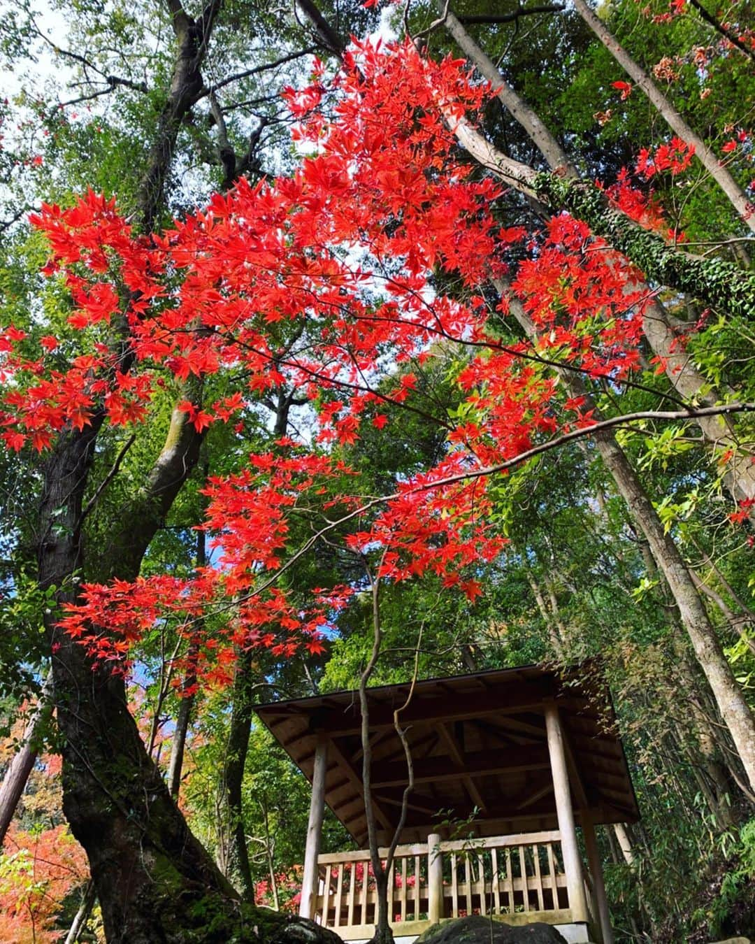 柏木美里さんのインスタグラム写真 - (柏木美里Instagram)「湯河原に行ってきました😽🍁 紅葉が見たくて、前から狙っていたお宿に一人旅✨✨ 初めての湯河原で、車もないので、たくさんウロウロ歩いた〜💦 私はフラ〜っと海外でも国内でも一人で出掛けるから、寂しくないのってよく聞かれるけど❗️ 一人だからこそ、色々な人と出会って話したり、新しい経験をしたりもできるし😽 これはこれで楽しいのです✨  あぁ〜東京に着いちゃう〜  #湯河原 #湯河原温泉 #万葉公園 #紅葉狩り」12月5日 19時09分 - misato_kashiwagi