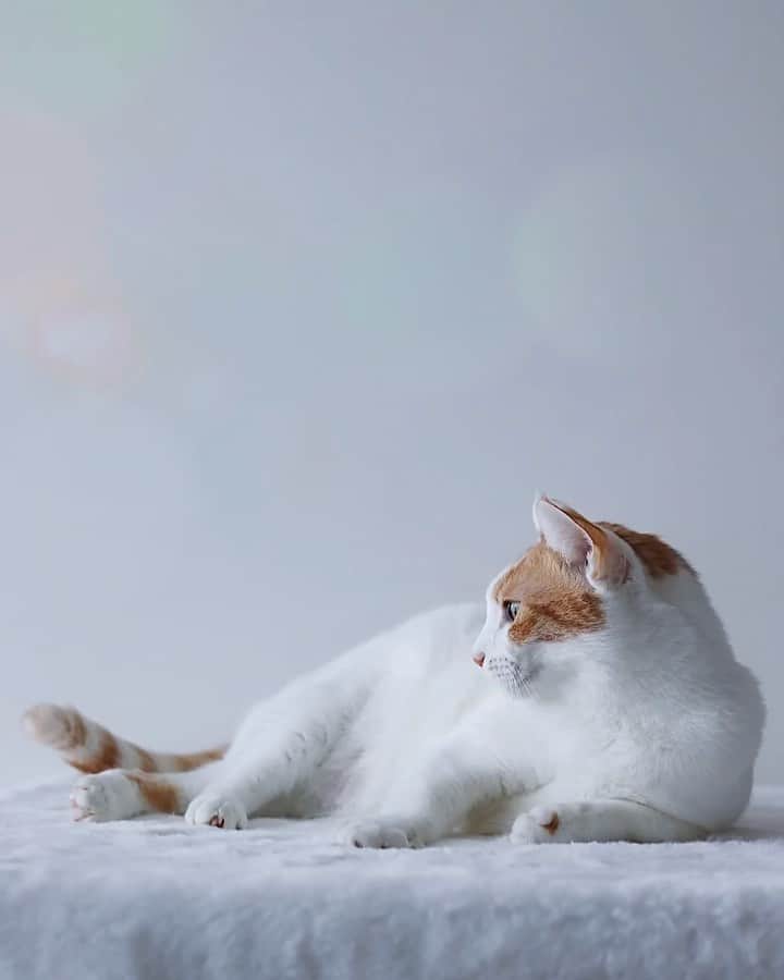 のインスタグラム：「・ ・ 今日はいいお天気  週の後半 頑張ってこ…✨ ・ ・ ・  #ねこのいる暮らし」