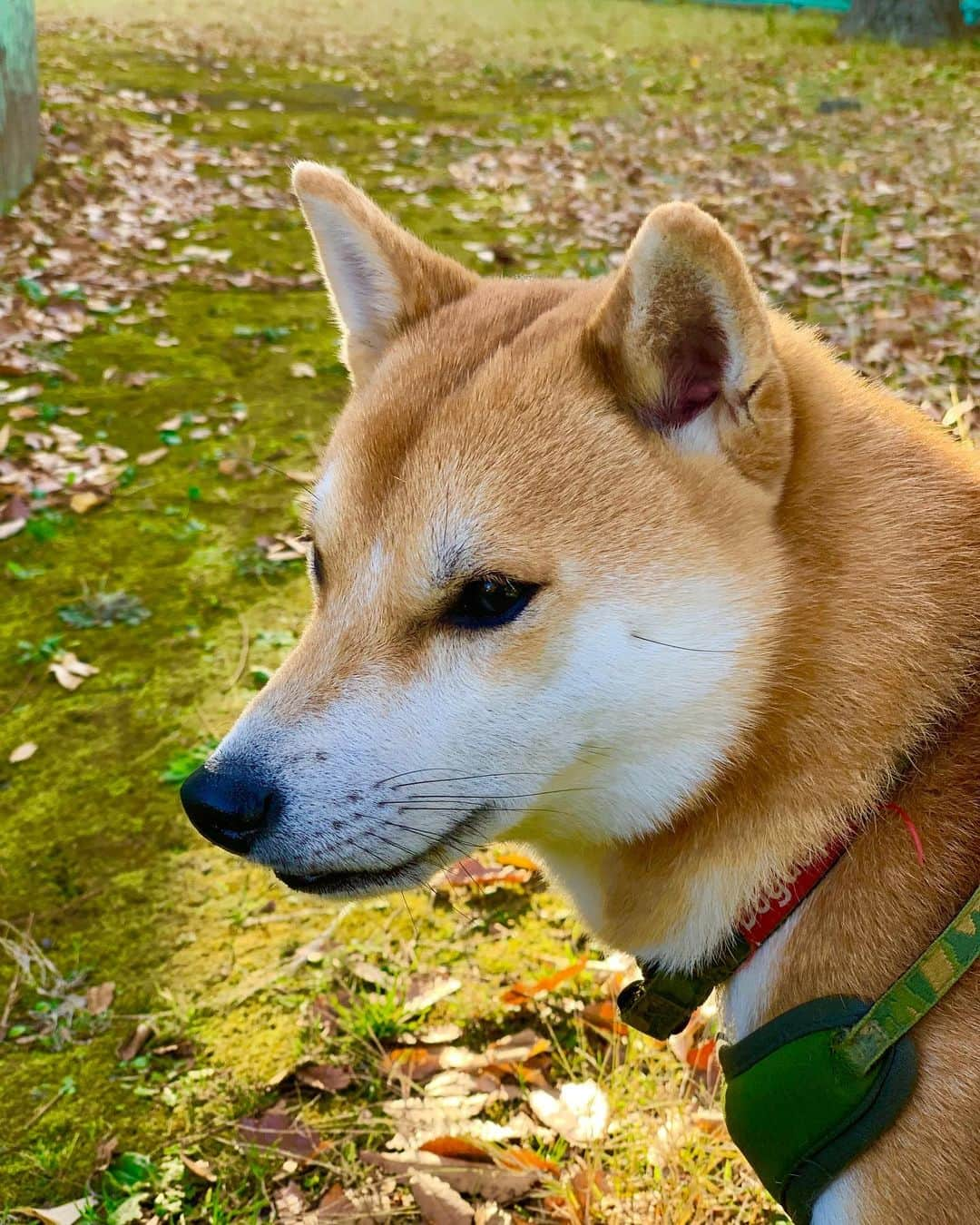 大山加奈さんのインスタグラム写真 - (大山加奈Instagram)「. . 今朝のおさんぽ中のだいずくん。 . .  だいたい朝はだんなさんで 夕方はわたしという役割分担に いつからかなっていますが 今日から3泊で岩手出張なので 今朝はあさんぽに行ってきました🚶‍♀️🐕 . . そしたらハンサムなだいずくんが 撮れました☺️💓💓 ↑親バカ . . 3泊も会えないのさみしすぎる🥺🥺 . . だいずーーーー🥺🥺🥺 . .  #だいず #だいず🐕💓 #豆柴 #豆柴部  #柴犬 #しばいぬ  #犬のいる暮らし#🐶 #🐕#いぬすたぐらむ #ワンスタグラム #しばすたぐらむ #mameshiba#shibainu#shibastagram #柴犬好きさんと繋がりたい #柴犬のいる暮らし #柴犬ライフ」12月5日 11時05分 - kanaoyama0619