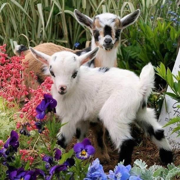 Baby Animalsさんのインスタグラム写真 - (Baby AnimalsInstagram)「You can just tell these baby goats are up to no good! 😂 🐐」12月5日 11時12分 - thebabyanimals