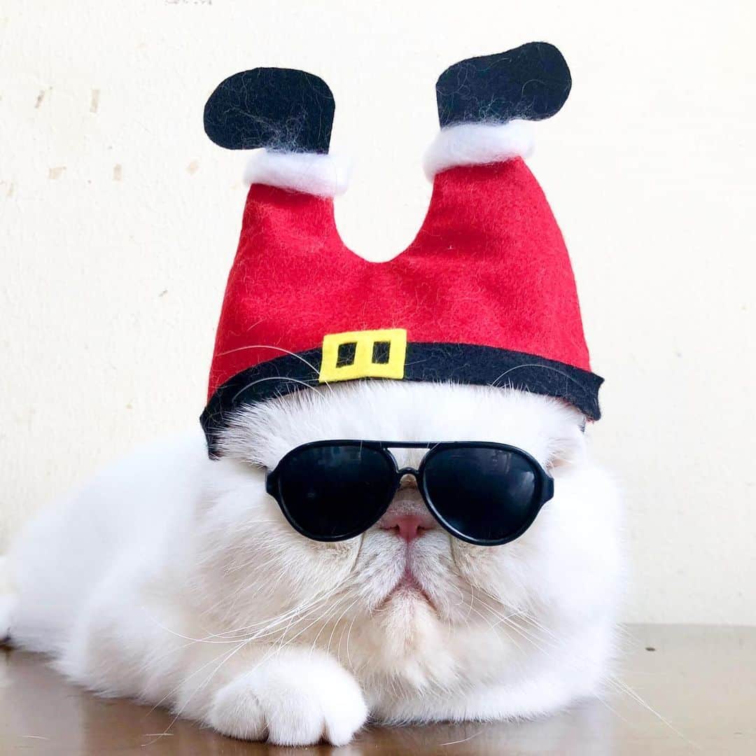 女将さんのインスタグラム写真 - (女将Instagram)「Bun ﻿ ﻿ こんにちは🎅﻿ ﻿ #もうなんとなくクリスマス終わった気がしてるけど﻿ #まだだね﻿ ﻿ #きな粉餅部屋#ねこ#クリスマス#サンタクロース#エキゾチックショートヘア#みんねこ#ペコねこ部#ねこのきもち#フェリシモ猫部#バブーシュカ笑顔の種っ子クラブ#cat#catstagram#catsofinstagram#exoticshorthair#ilovecat#igersjp#ペトことクリスマス2019」12月5日 11時38分 - kinako_mochicat