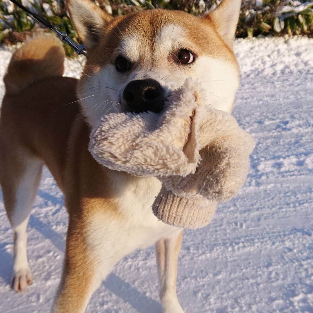 柴犬⭐️サスケさんのインスタグラム写真 - (柴犬⭐️サスケInstagram)「こんにちワン #朝ん歩 #💩#手袋奪われた#破けた#茶助#柴北会 #柴犬#赤柴#犬ら部#ふわもこ部 #わんだフォ #pecoいぬ部 #shibagram #shibasnap #🐶📷 #🐶」12月5日 11時48分 - shiba20150405