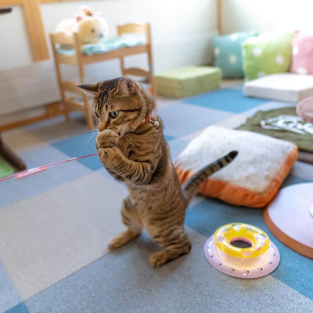 マアルのインスタグラム：「ふくさん #🐈 #北海道 #旭川市 #ペットホテル」