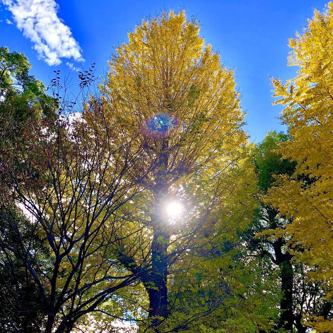 佐伯紅緒さんのインスタグラム写真 - (佐伯紅緒Instagram)「氏神さまにお詣り。 空の青さが目に沁みます。」12月5日 12時39分 - beniosaeki