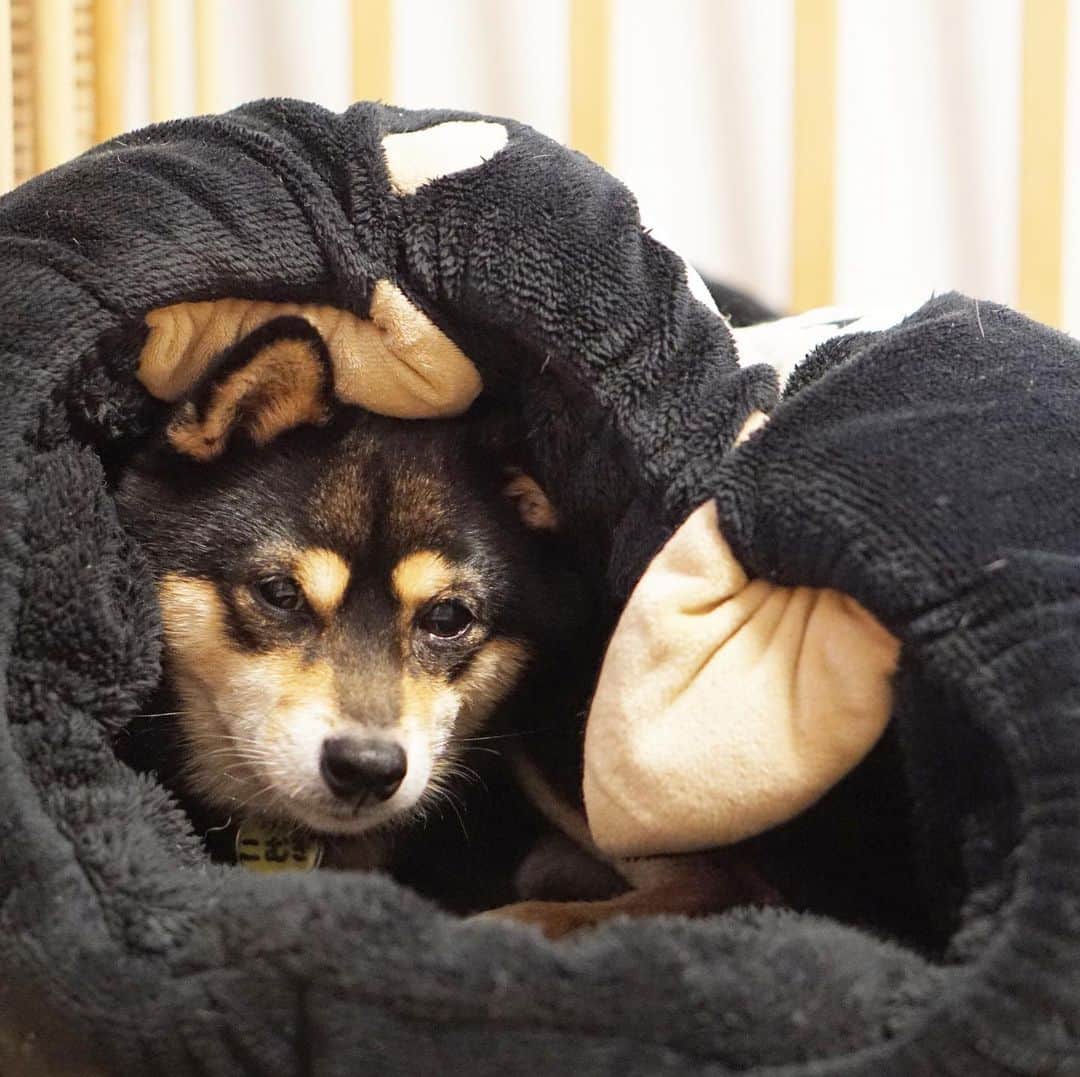 のインスタグラム：「しまホイでまったりこむぎだよ🥱2枚目は、ホイホイされるところ。2019.12.5  2020年黒豆柴こむぎの壁かけカレンダー🗓の予約受付中‼️プロフィールから、予約専用サイトに飛べるよ。ぜひ、ボクのカレンダーで新年を迎えてね😉  Komugi’s wall calendar pre-order now‼️ International shipping is available🌏🆗 Please check the link in my profile.  #黒豆柴こむぎカレンダー #チームヒッキー #しまホイ #黒豆柴 #豆柴 #黒柴 #黑柴 #柴犬 #柴 #まめしば #しばいぬ #mameshiba #kuroshiba #shibainu #shiba #shibalove #shibalovers #shibastagram #shiba_snap #shibasofinstagram #ふわもこ部 #pecoいぬ部 #いぬら部 #proudshibas #thedailyshibainu #ここ柴部 #いぬのきもち #todayswanko #rakutenpet #9gagcute」