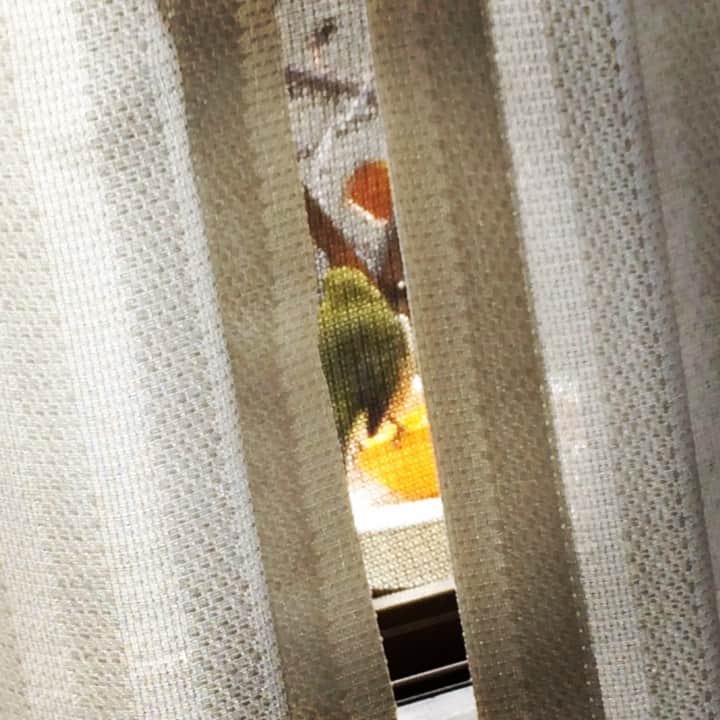 岡田屋鉄蔵のインスタグラム：「今年もメジロさんが通って来るようになりました。冬ですな。」