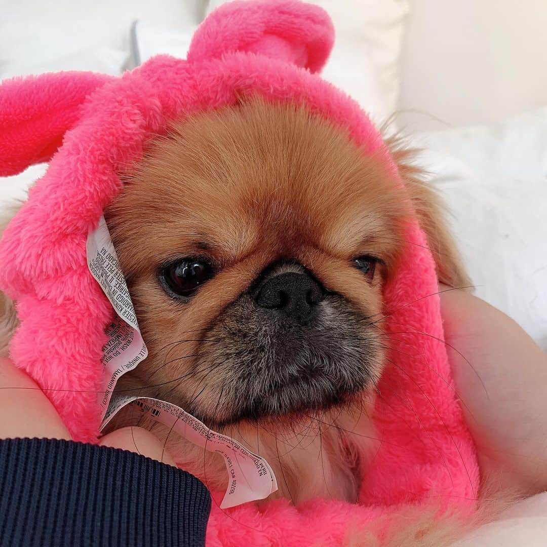 のインスタグラム：「おブスちゃん😘😘笑  #pekingnese #dog」