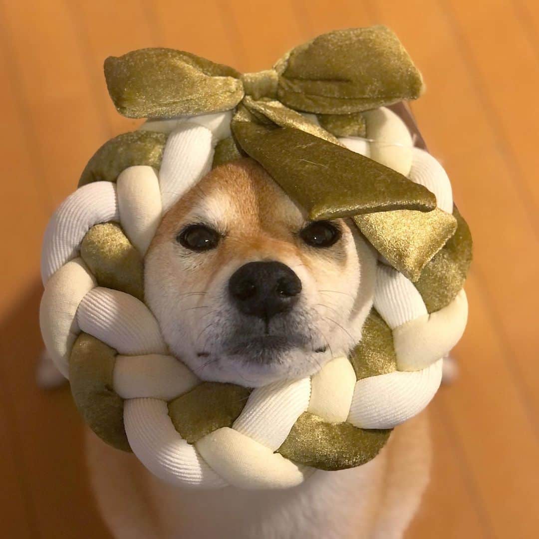 マロたんのインスタグラム：「Christmas is just around the corner. ポンデマロたん🎄 あわてんぼうのサンタクロース 今月の #doggybox もちろんクリスマス🎅 #アトピー性皮膚炎 #食物アレルギー  にも個別対応してもらえるおやつ！ #ドギボ  #毎月届くとほわわってなる」