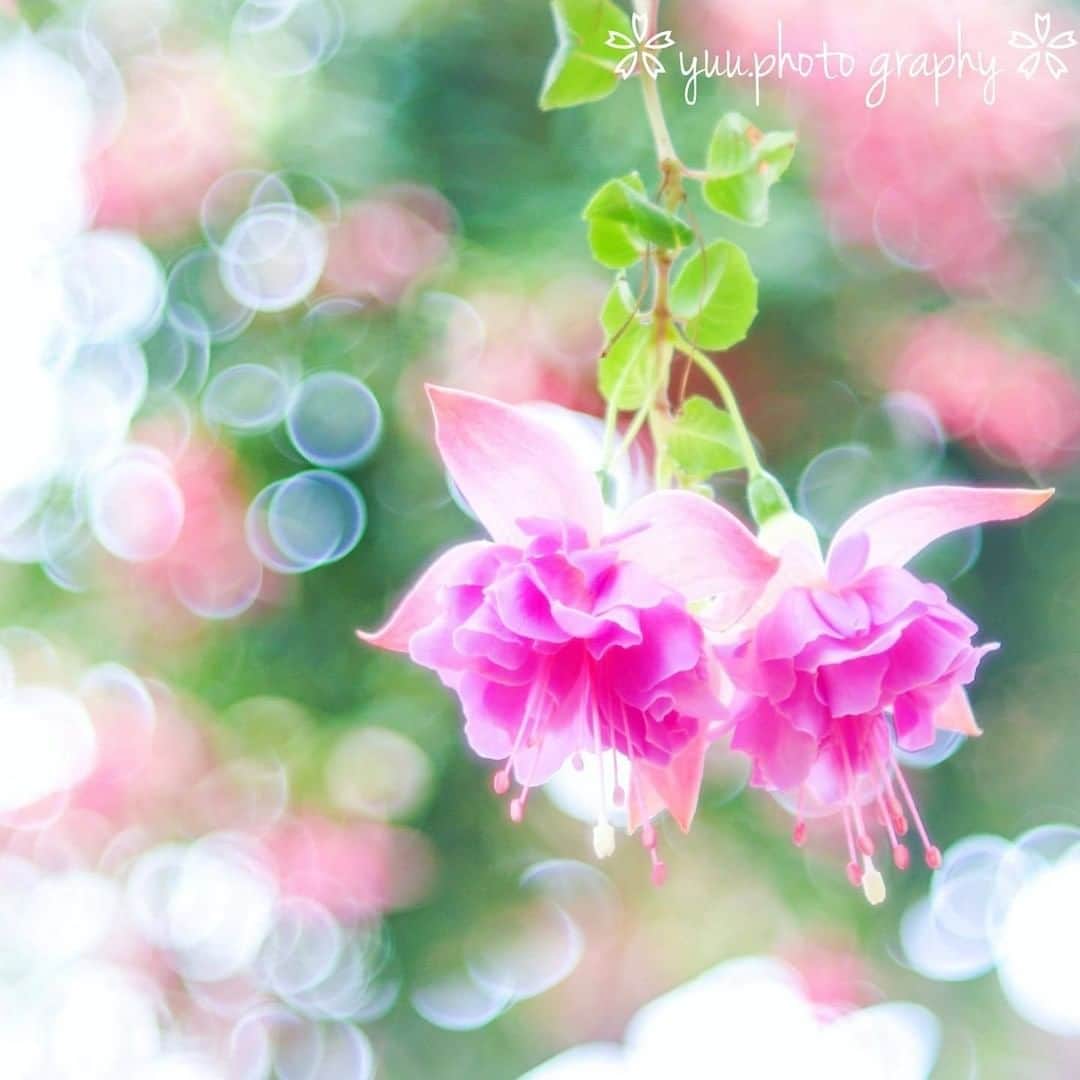 花の写真館のインスタグラム：「Photo by @yuu_dec.08.⠀ https://instagram.com/yuu_dec.08/⠀ .⠀ Original Post[投稿頂いたURL]⠀ https://www.instagram.com/p/B4NBYMHA7pS/⠀ .⠀ 本アカウントは、 #私の花の写真 をつけてInstagramに投稿された皆さまの花の写真や、「花の写真館」Facebookページで投稿された花の写真を紹介します。⠀ 「花の写真館」Facebookページは、「 @floral.photograph 」のプロフィールにあるURLからご覧ください。⠀ .⠀ #花の写真館 #floralphotograph #floralphoto #flower #flowers⠀ Follow: @floral.photograph」