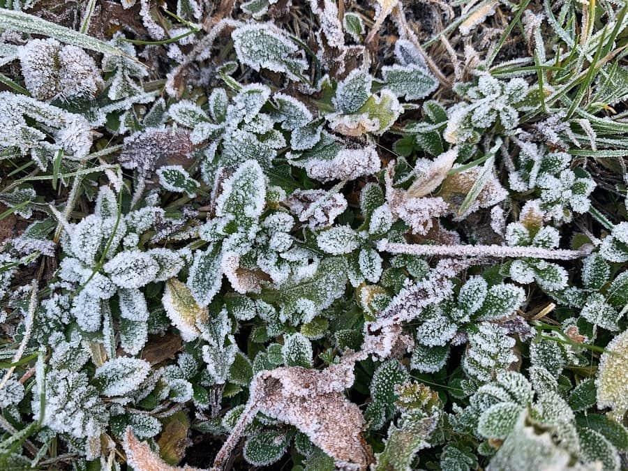 ALINA AKULAさんのインスタグラム写真 - (ALINA AKULAInstagram)「Москва как Нарния ❄️ #nofilterneeded  #iphonexr #macrophoto #иней #снег #зимапришла」12月5日 14時54分 - radharanievna