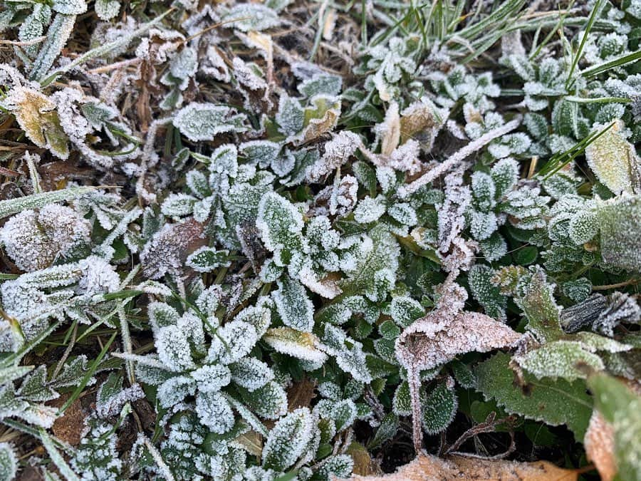 ALINA AKULAのインスタグラム：「Москва как Нарния ❄️ #nofilterneeded  #iphonexr #macrophoto #иней #снег #зимапришла」