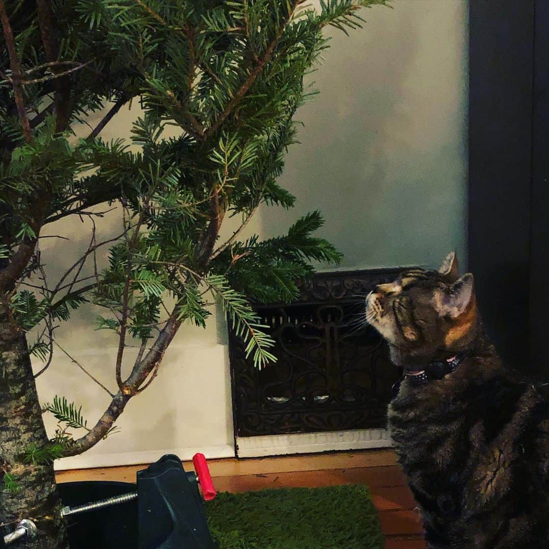 のインスタグラム：「Something has landed in my home...... it smells. 🤔🌲🎄 #aliencatmatilda #blindcatsofinstagram #catsofinstagram #christmastree」