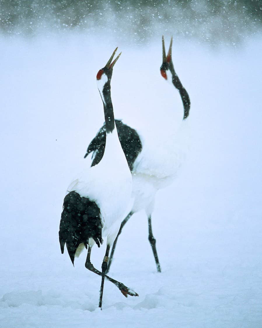 Tim Lamanさんのインスタグラム写真 - (Tim LamanInstagram)「Photo by @TimLaman.  A Red-crowned Crane pair perform a unison call in a snowstorm, Hokkaido, Japan.  Passing through Japan today en route to Indonesia, it seems appropriate to share one of my favorite winter wildlife images from Japan.  This one and several other crane images which make very nice prints can be found in my “Wonder of Birds” gallery on my website www.timlamanfineart.com.  My Holiday Print Sale runs through Dec 8, so please check it out.  #snow #cranes #redcrownedcranes #Japan」12月5日 15時20分 - timlaman